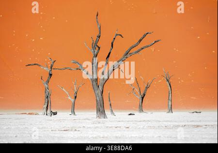 Tote Kameldornbäume (Vachellia erioloba), rote Sanddünen, weiße Salzpfanne, totes Vlei, Sossusvlei, Namib-Wüste, Namib-Naukluft Park, Namibia Stockfoto