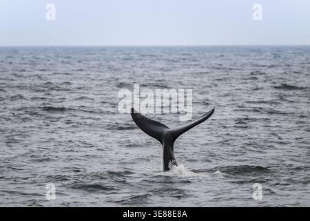 Nordatlantischer Glattwal (Eubalaena glazialis), Flosse aus dem Wasser, Hermanus, Südafrika Stockfoto