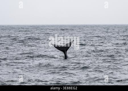 Nordatlantischer Glattwal (Eubalaena glazialis), Flosse aus dem Wasser, Hermanus, Südafrika Stockfoto