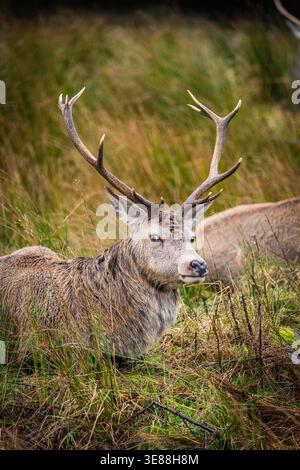 Nahaufnahme eines wilden Rothirsches in der Nähe des Kingshouse Hotels in Glencoe, Scottish Highlands, Schottland. Stockfoto
