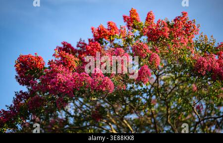 Rote Blumen blühen auf einem Baumzweig gegen blauen Himmel. Blühende Blumen im Sommer. Baumzweige bedeckt mit roten Blumen. Die Lagerstroämieblume. Stockfoto