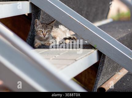 Graue Tabby-Katze, die auf Außentreppen mit strukturiertem Teppich und Holzstruktur in einer sonnigen Umgebung ruht Stockfoto
