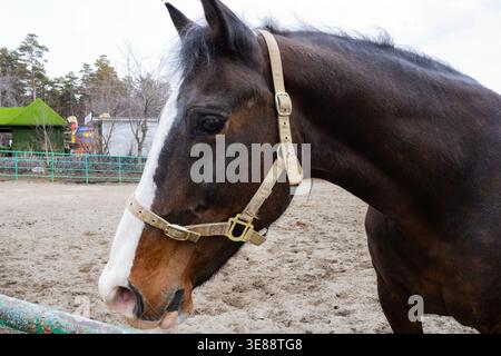 Ein Blick aus der Nähe auf ein majestätisches Pferd mit einem Halter in einer ländlichen Umgebung, mit seinem wunderschönen Mantel und faszinierenden Ausdruck unter einem bewölkten Himmel Stockfoto