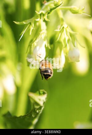Eine Biene sammelt Nektar von einer Blume. Eine Nahaufnahme eines Insekts in der Natur. Stockfoto