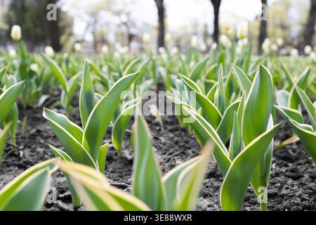 Junge Tulpensprossen mit verschiedenen Blättern, die im Frühjahr in einem Stadtpark mit Blumenbeeten wachsen. Nahaufnahme von grünen Tulpenblättern mit gelben Kanten, frisch Stockfoto