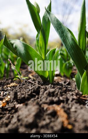 Nahaufnahme junger Tulpensprossen mit grünen Knospen, die im Frühjahr aus dunklem fruchtbarem Boden wachsen. Stockfoto