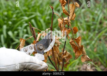 Gärtner, der Schutzhandschuhe trägt, schneidet mit einer Beschnittenschere tote Zweige und braune Blätter von einem Sträucher ab und erfasst damit saisonale Pflanzenpflege, Yard maintena Stockfoto