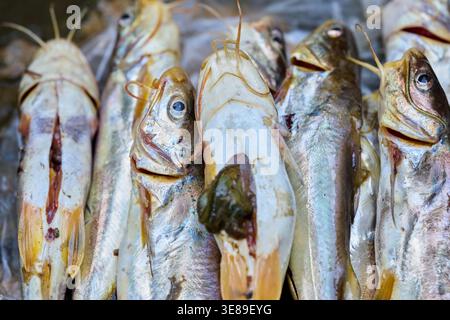 Nahaufnahme des frisch gefangenen rohen Fischstapels Stockfoto