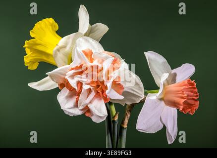 Strauß Verschiedener Narzissen-Blumen Auf Dunkelgrünem Hintergrund Stockfoto