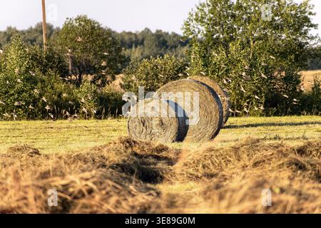 Runde Heuballen auf einem geernteten Feld mit einer Herde kleiner Vögel, die vorbeifliegen. Stockfoto