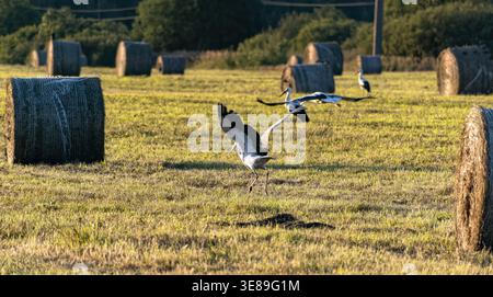 Störche fliegen über ein erntestes Feld mit runden Heuballen zur goldenen Stunde. Stockfoto