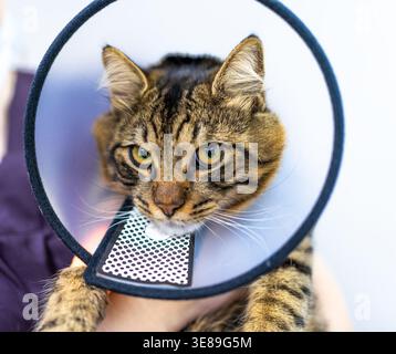 Tierärztliche Erholung Katze trägt Schutzkragen nach der Operation, Tiergesundheit, Tierbehandlung, Rehabilitation, Klinikpflege, postoperative Heilung, Katzengesundheit. Stockfoto