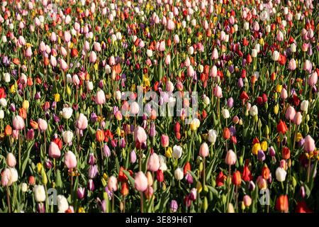 Mehrfarbige Tulpen in Blüte im Graden Stockfoto