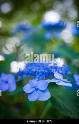 Blaue Lacecap Hortensie blüht vor grünem Hintergrund Stockfoto