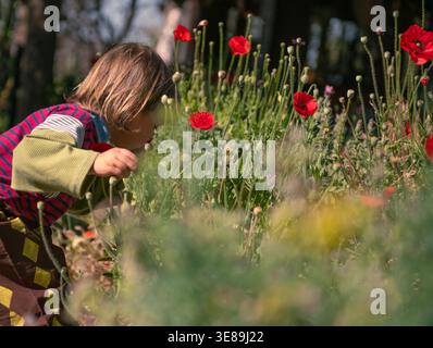 Kind entdeckt wilde Mohnblumen im traumhaften Garten Stockfoto