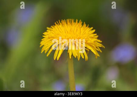 Löwenzahnblume auf grünem Hintergrund Stockfoto