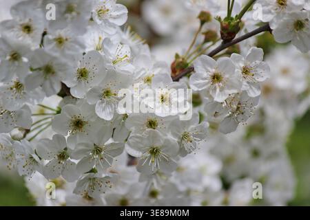 Sauerkirschblüte aus nächster Nähe Stockfoto