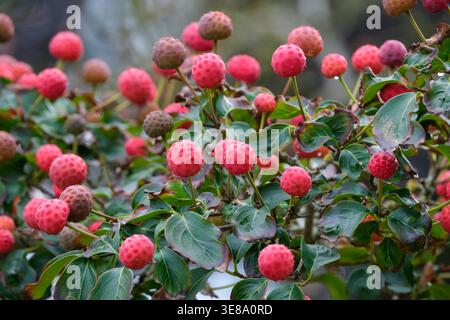 Cornus kousa Eurostar, kousa Eurostar, rote erdbeerähnliche Früchte im Herbst Stockfoto