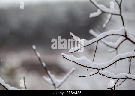 Schneebedeckte Äste in einer Winterlandschaft mit verschwommenem Hintergrund von Bäumen und fallenden Schneeflocken, die eine ruhige Atmosphäre schaffen Stockfoto
