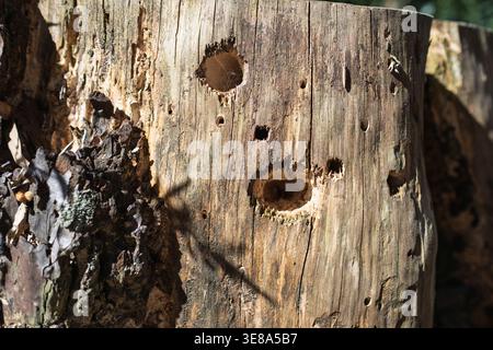 Nahaufnahme eines trockenen Baumstumpfs mit Löchern, die von einem Specht im Wald gemacht wurden Stockfoto
