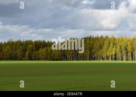 Eine wunderschön sonnendurchflutete grüne Wiese, auf der im Herbst gelb-grüne Birken in der Ferne zu sehen sind Stockfoto