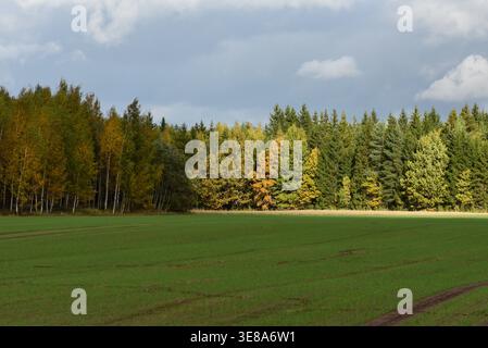 Eine wunderschön sonnendurchflutete grüne Wiese, auf der im Herbst gelb-grüne Birken in der Ferne zu sehen sind Stockfoto