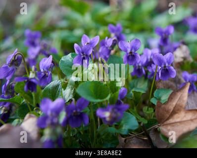 Im frühen Frühjahr blüht eine dichte Gruppe von süßen Violetten (Viola odorata) zwischen herzförmigen Blättern und gefallenen Blattstreu auf einem Waldboden Stockfoto
