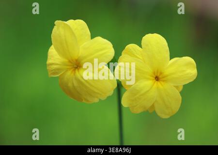 Nahaufnahme der leuchtenden gelben Primrose Jasmin Blüten (Jasminum mesnyi) auf grünem Hintergrund im Frühlingsgarten Stockfoto