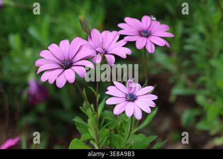 Dimorphotheca ecklonis (Cape marguerite) blüht im Frühjahr Stockfoto