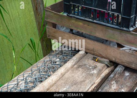 Zwei Schlangen mit gelben Kragen schlängeln sich über Metallgitter und Holzbretter in der Nähe einer Kiste in einem rustikalen, grünen Garten. Stockfoto