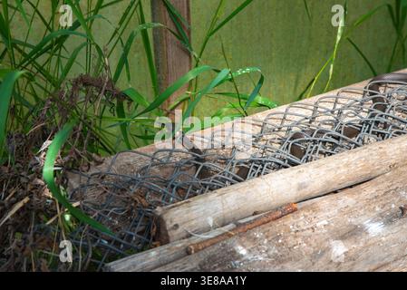 Eine Schlange schlängelt sich durch Metallgitter und Holzbretter in der Nähe von hohem Gras in einer rustikalen, bewachsenen Umgebung im Freien Stockfoto