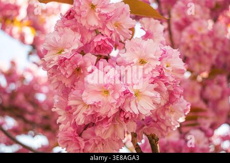 Leuchtende rosa Kirschblüten verstreuen sich dicht auf Baumästen. Stockfoto