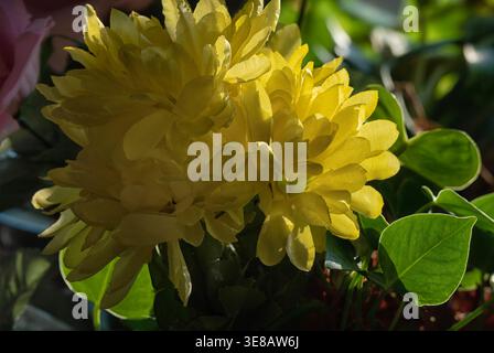 Zimmerpflanzen im Morgenlicht zu sehen. Stockfoto