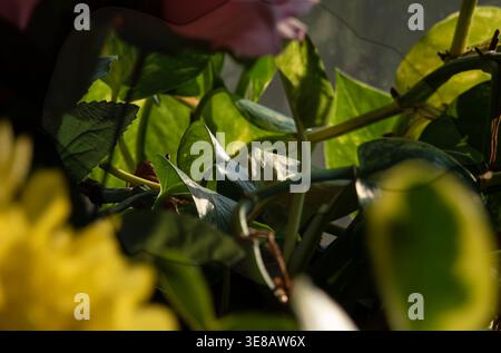 Zimmerpflanzen im Morgenlicht zu sehen. Stockfoto