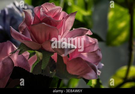 Zimmerpflanzen im Morgenlicht zu sehen. Stockfoto