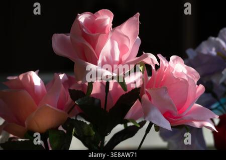 Zimmerpflanzen im Morgenlicht zu sehen. Stockfoto