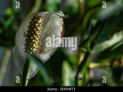Zimmerpflanzen im Morgenlicht zu sehen. Stockfoto