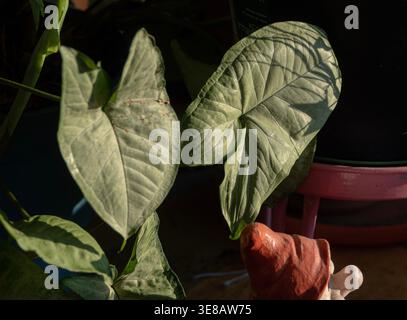 Zimmerpflanzen im Morgenlicht zu sehen. Stockfoto