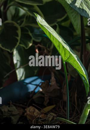 Zimmerpflanzen im Morgenlicht zu sehen. Stockfoto