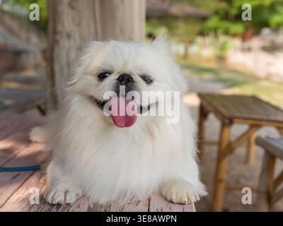 Weißer Pekingese Hund genießt Zeit auf einem üppig grünen Rasen im Freien. Der flauschige kleine Spielzeugrassen Hund ist in verschiedenen natürlichen Posen fotografiert Stockfoto
