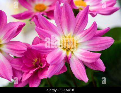 Blühende Dahlia pinnata Blume in einem Garten, Hintergrund. Das Bild hebt die zarten Blütenblätter und die lebendigen Farben der Zierpflanze hervor, die aufgenommen wurde Stockfoto