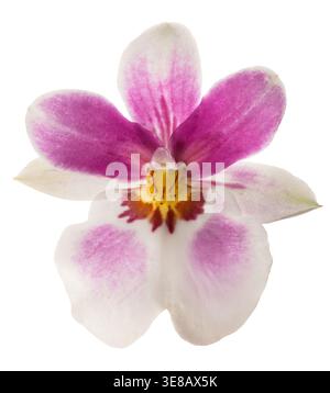 Einzelne inka-Orchideenblüte isoliert auf weißem Hintergrund, elegante exotische tropische Blume mit zarten Blütenblättern und sauberer Ausschnittkomposition Stockfoto