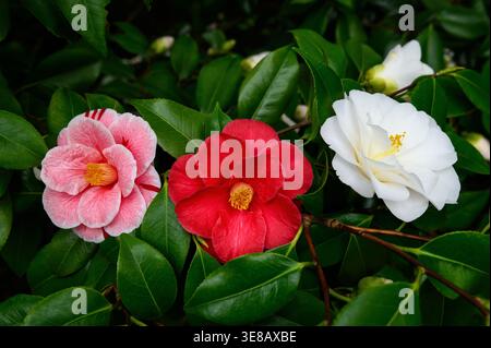 Kamelien in verschiedenen Farben im Garten Stockfoto