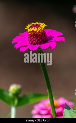 Hellrosa Zinnia (Zinnia elegans) mit gelben Scheibenröschen in weichem Licht, isoliert vor dunklem Hintergrund mit geringer Schärfentiefe. Stockfoto