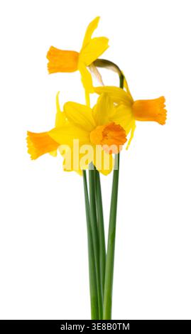 Gelbe Narzissen-Blüte isoliert auf weißem Hintergrund. Narzissen-Blüte mit grünem Stiel. Beschneidungspfad Stockfoto