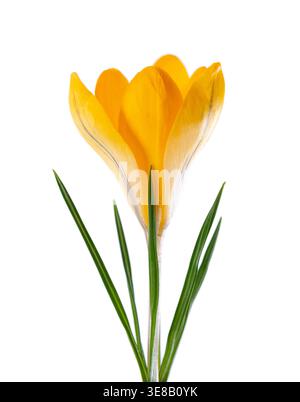 Gelbe Krokusblüte isoliert auf weißem Hintergrund. Beschneidungspfad Stockfoto