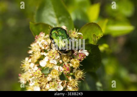 Nahaufnahme des europäischen Rosenscheuerkäfers (Cetonia aurata), der sich bei Sonnenlicht an weißen Blüten ernährt. Stockfoto