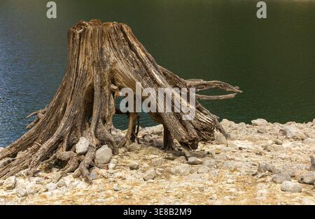 Verwitterter Baumstumpf am Ufer des Alpensees in den österreichischen Alpen. Stockfoto
