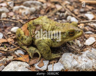 Nahaufnahme einer Kröte, die auf Waldboden sitzt, mit Steinen und Blättern. Stockfoto