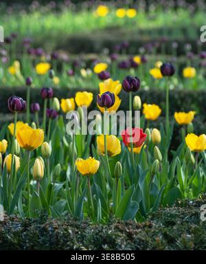 Gelbe und violette Tulpen, Frühling, April, London, England, UK. Stockfoto